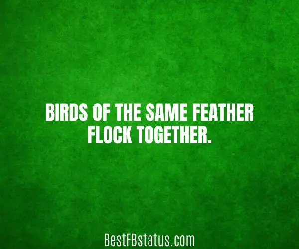 Green background with the text: "Birds of the same feather flock together."